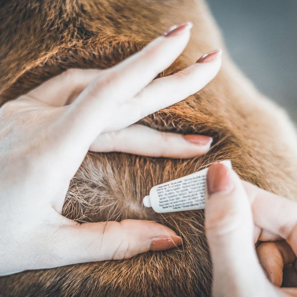 https://admins.vetfarmas.ee/storage/media/18029/3428170006177_2_Vetocanis-dabīgi-pretinsektu-repelenti-pilieni-suņiem-(2-10-kg)-2x2ml.jpg